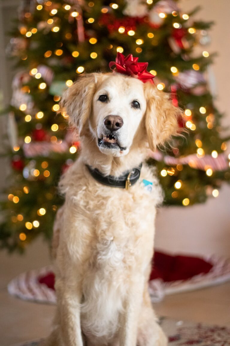 5 things to do with your doggos for the Christmas season