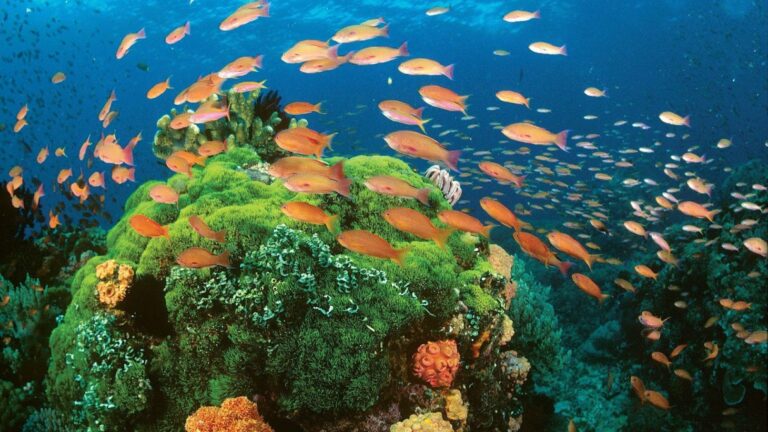 DOT celebrates World Environment Month, highlights responsible marine wildlife interactions