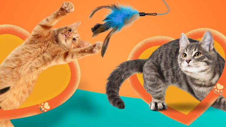  3 easy ways to keep your cats happy and healthy