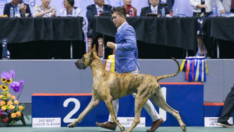 Asia’s biggest dog show is back at the Big Dome : PCCI’s Philippine Circuit