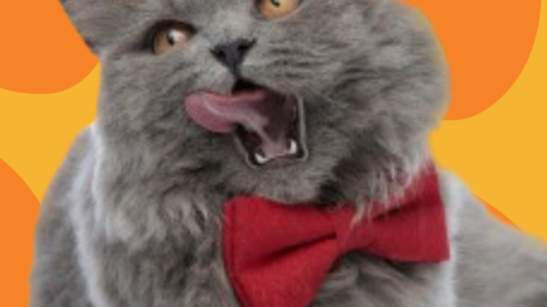 4 common signs of a healthy feline friend