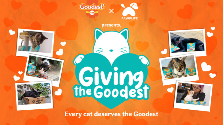 Goodest partners with Pawplife  to aid shelter groups and communities