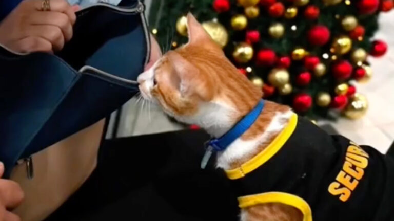 New Beginnings: Conan The Cat Carries On Ming Ming’s Legacy At Manila Workplace