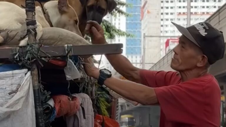 Good Homeless Filipino Gives Home To Stray Dogs And Treat Them Like Family
