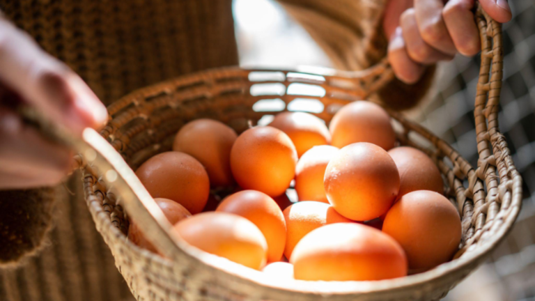 New Industry Report Finds Two-Thirds of Chain Restaurants in the Philippines Have Committed to Sourcing Only Cage-Free Eggs   