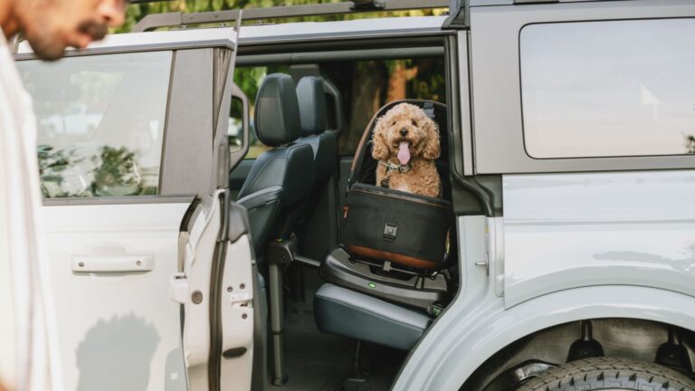 Raising the Bar: Tavo’s Maeve™ Crash-Tested Pet Travel System Brings Global Child-Standard Safety to Filipino Pets