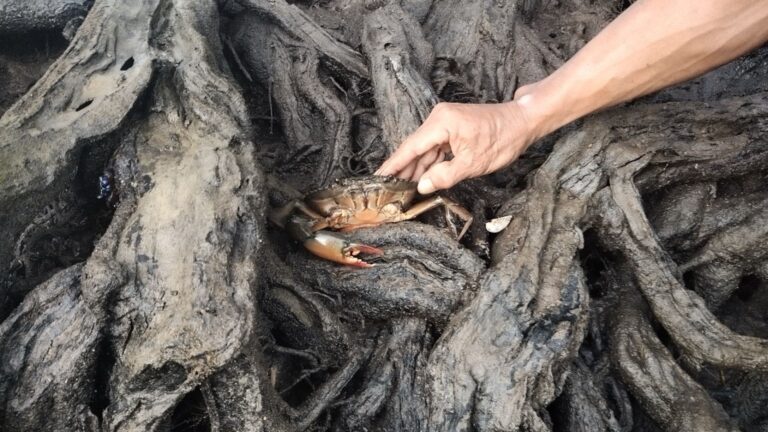 Crab Cultivation and Conservation: How Local Efforts in Southeast Asia Can Help Sustain Philippine Fisheries